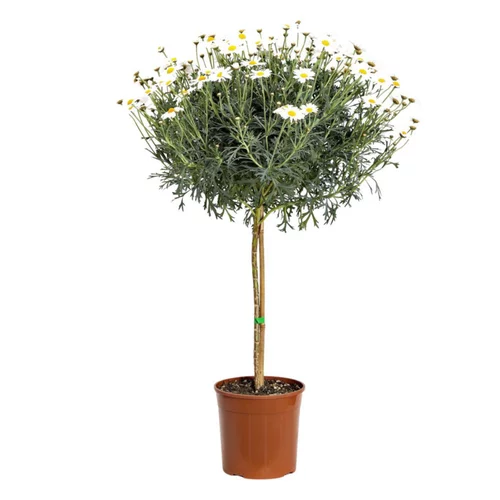 Le choix pour le jardin：Anthémis tige (Fausse Camomille ou Camomille des teinturiers) à fleurs blanches - Le pot de 2,5 litres