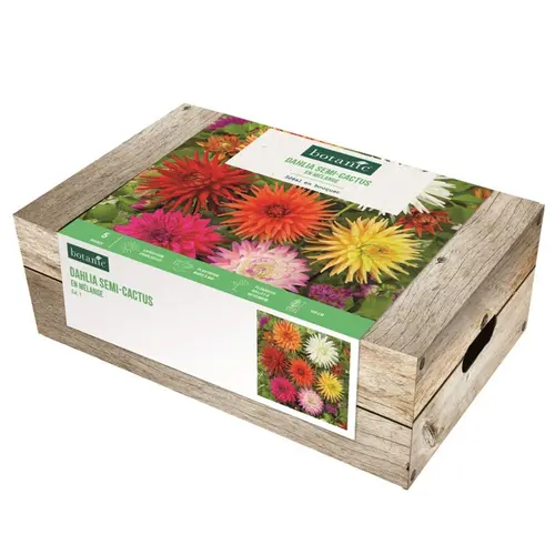 Équipement pour le jardin:Cagette de bulbes de fleurs Dahlia semi-cactus en mélange botanic® – 5 bulbes