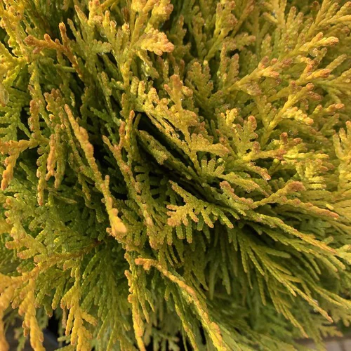 Moderne jardin:Thuya occidental ou Thuya du Canada Mirjam vert. Le pot de 1 litre, 10/15 cm
