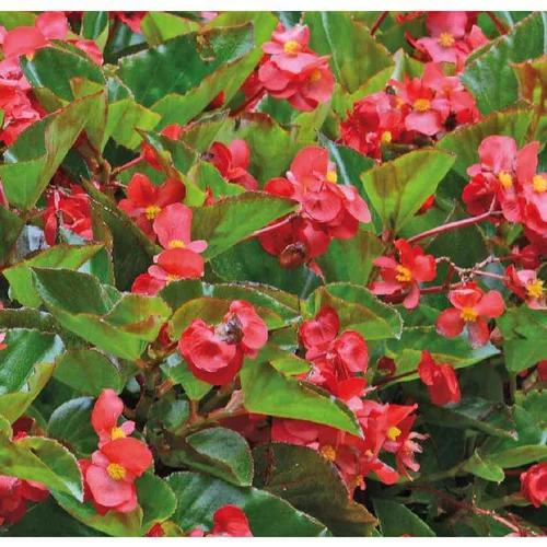 Votre allié au jardin：Bégonia Megawatt® - Le pot de 12 x 12 cm