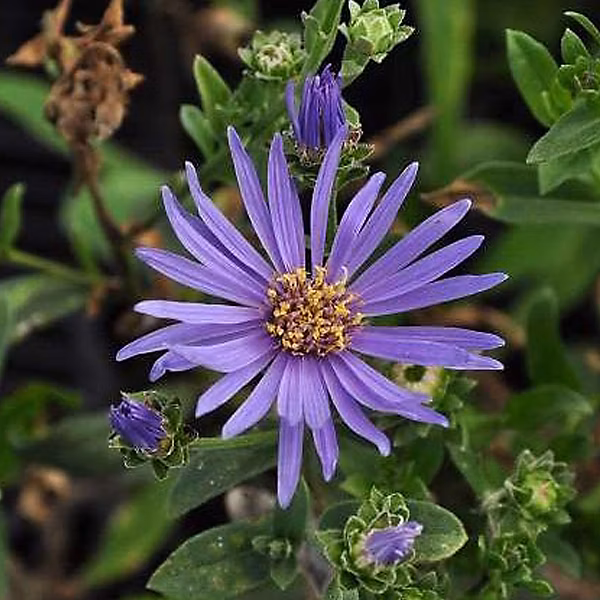 6 x Œil de Christ 'Rudolf Goethe' | Aster Amellus 'Rudolf Goethe' – godet 9cm x 9cm