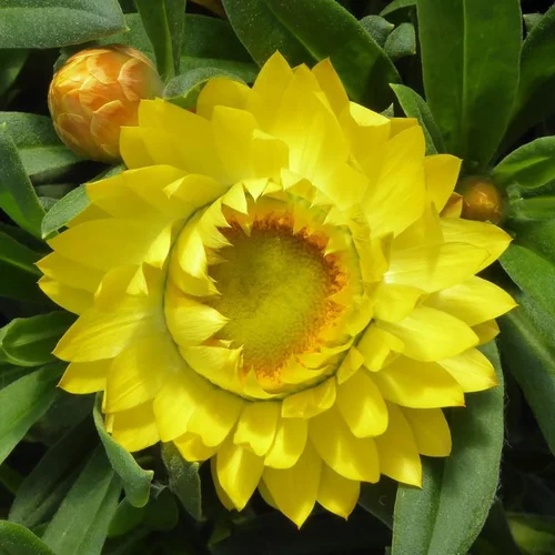 Jardin à équiper:Immortelle ou Hélichryse à fleurs multicolores - Le pot Ø 13 cm
