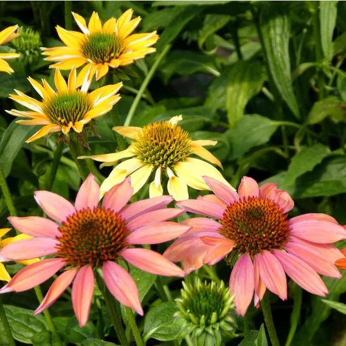 Pour tous vos projets extérieurs:Échinacée à fleurs multicolores. Le pot de 3 litres