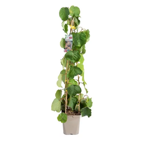 Jardin à organiser:Kiwi Autofertile Solissimo® 'Renact' Bio. Le pot de 5 litres
