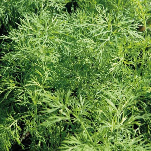 Maison et jardin:Aneth Bio. Le pot de 2,5 litres