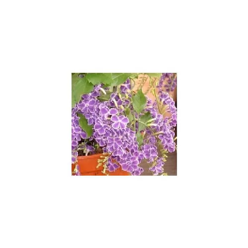 Solution pratique:Duranta Erecta Espalier - Le pot de 3 litres