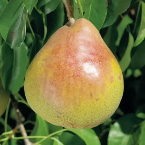 Sélection utile：Pommier Golden Delicious. En racine nue, forme gobelet