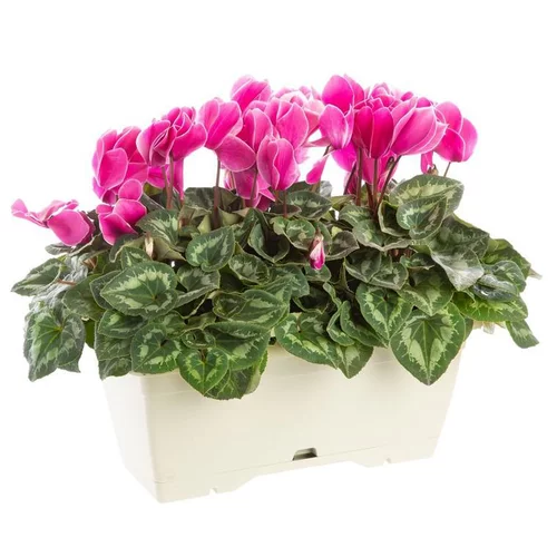 Espace vert facile:Cyclamen à grosses fleurs multicolores - La jardinière de 40 cm