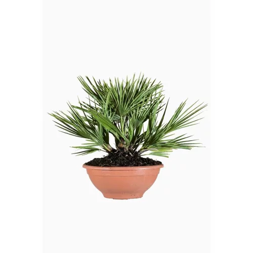 Jardin tendance:Chamaerops Humilis Vulcano (Palmier Volcano) en coupe de 25 cm vert