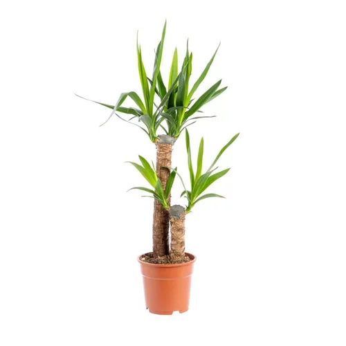 Solution au jardin:Yucca 2 pieds (60/30) pot Ø18xH110 cm