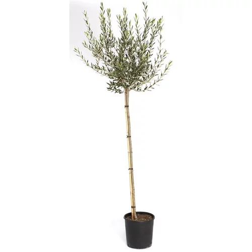 Idée extérieur：Olivier 30/40 en pot de 80 L