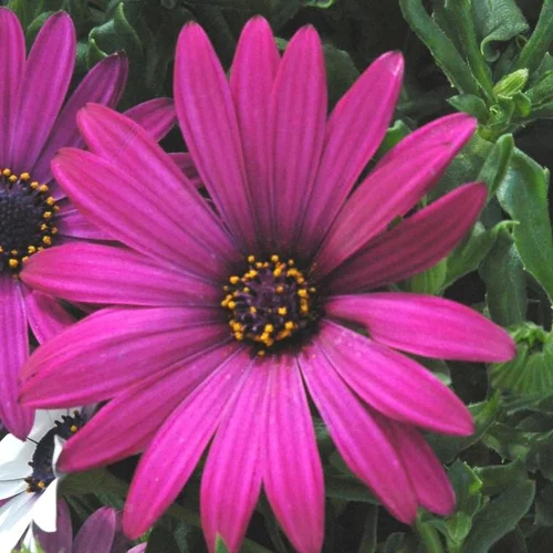 Jardin loisirs:Ostéospermum dimorphothéca - Le pot de 10 litres