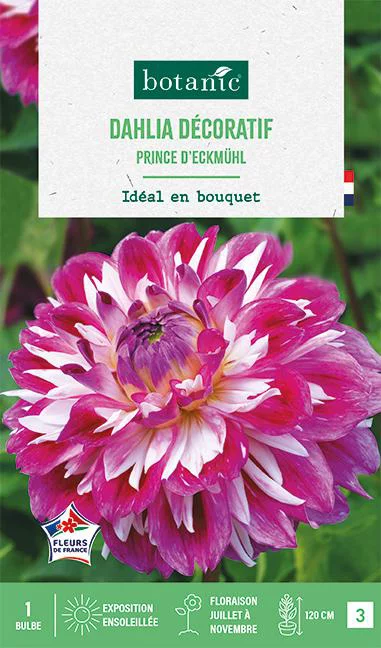 Indispensable au jardin:Bulbe de fleurs Dalhia décoratif Prince d’Eckmuhl botanic® - 1 bulbe