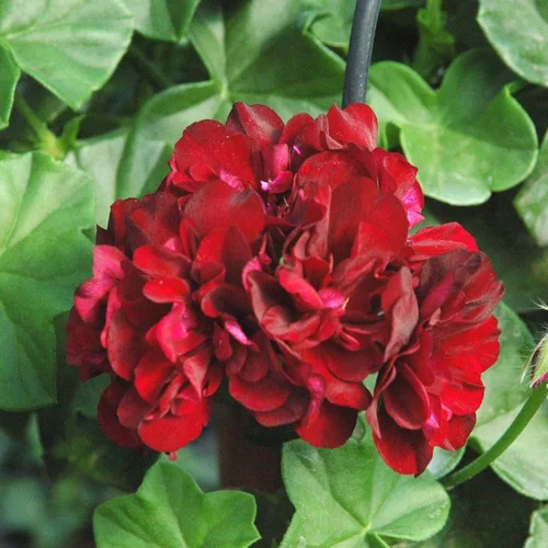 Pour vos projets:Geranium Lierre double - Le pot de 10.5 cm