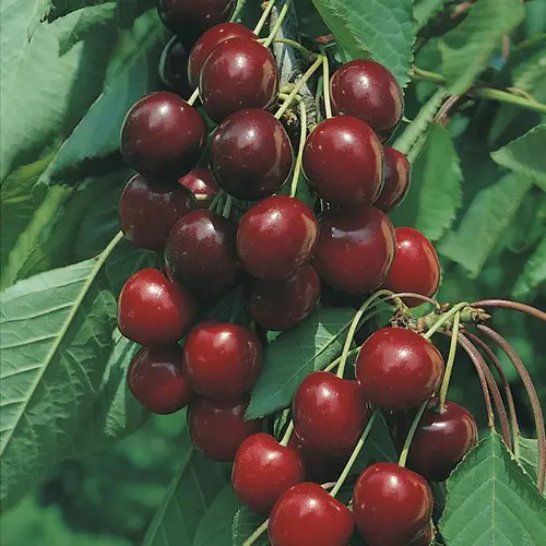 Univers jardin：Cerisier Burlat. Le pot de 7,5 litres