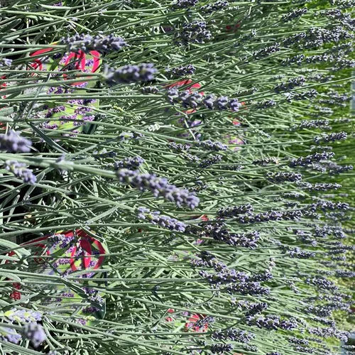 Pour compléter votre jardin：Lavande Richard Gray à fleurs violettes. Le pot de 3 litres.