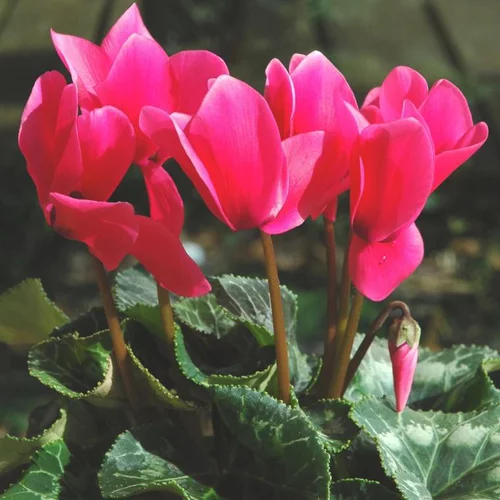 Pour mieux aménager vos extérieurs:Cyclamen à fleurs multicolores - Le pot Ø 14 cm