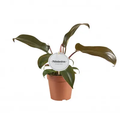 Une idée maline pour l’extérieur:Philodendron Florida bronze. Le pot de Ø 12 x H 25 cm