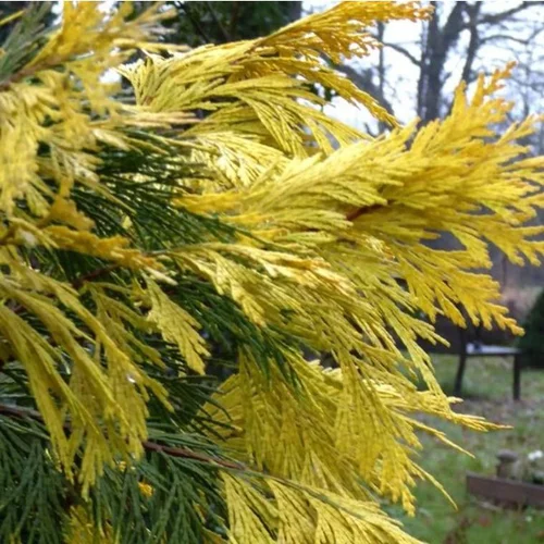 Jardin & extérieur：Calocedrus Decurrens aureovariegato (Libocedre panaché) 100/125 en pot de 18 L jaune