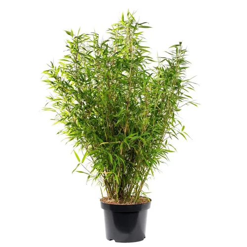 Espace vert confort：Bambou Fargesia Angustissima 60/80. Le pot de 6 litres