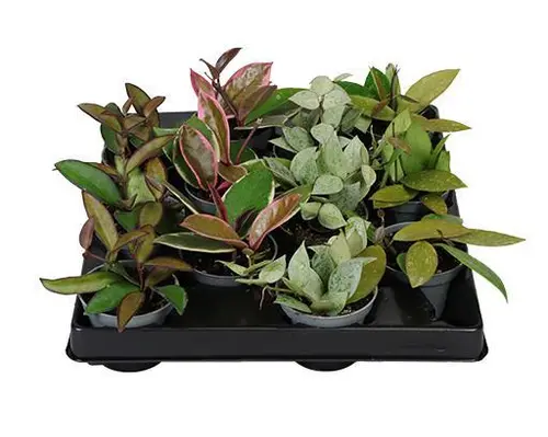 Votre allié à l’extérieur:Hoya mix. Le pot de Ø 6 x H 15 cm