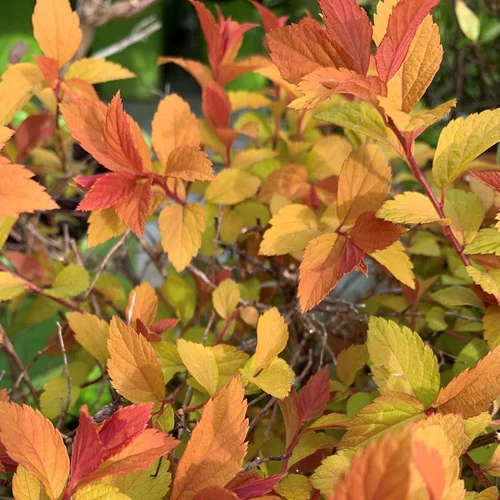 Pour votre espace:Spirée Japonica Magic Carpet. Le pot de 4 litres