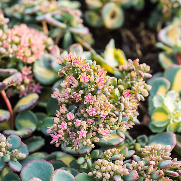 6 x Orpin de Siebold | Sedum sieboldii 'Mediovariegata' – godet 9cm x 9cm