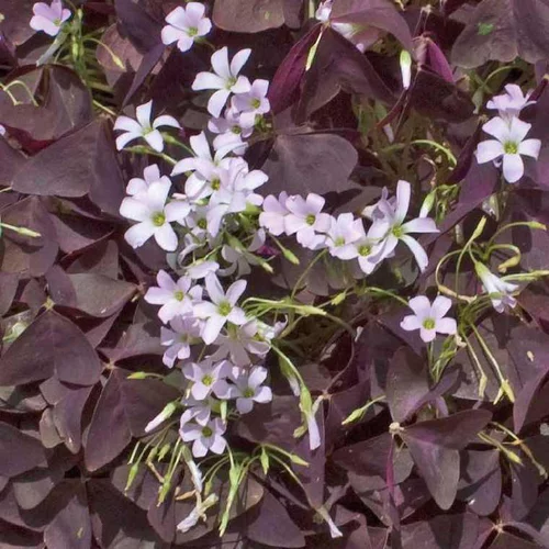 Pour organiser vos extérieurs:Oxalis trèfle à 4 feuilles rouge. Le pot de 9 x 9 cm