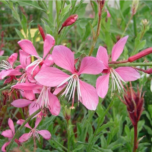 Jardin et plaisir:Gaura Lindheimeri Passionate Pink - Le pot de 3 litres