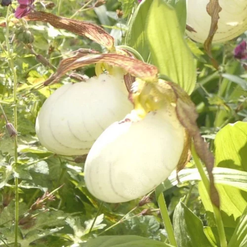 Pour vos moments en extérieur:Sabot de Venus Vivace blanc - Le pot de 1 litre
