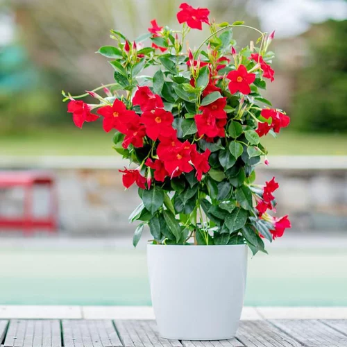 Au service de vos extérieurs：Dipladénia Fushion Sydney Espalier - Le pot de 3 litres