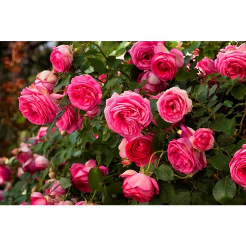 Idée jardin:Rosier Cyclamen Pierre de Ronsard Margaret Mae® C5