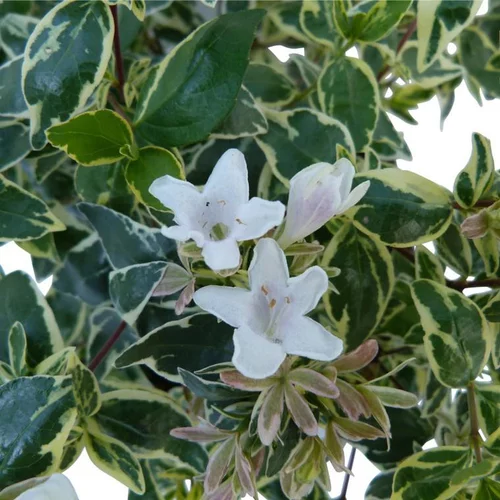 Accessoire pour le jardin：Abelia Grandiflora cône. Le pot de 10 litres