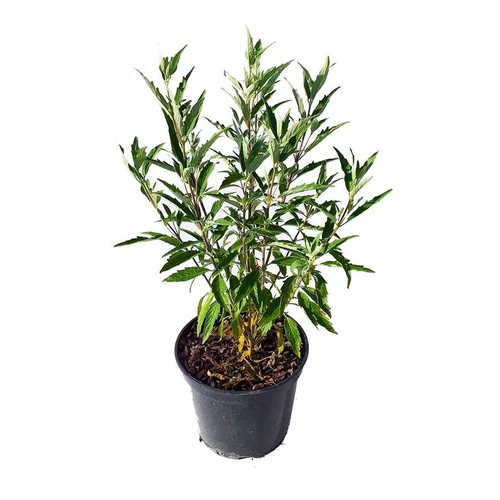 Pour plus de confort à l’extérieur:Caryopteris Clandonensis Heavenly Blue – Pot de 4L