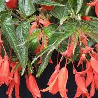 Pour un extérieur accueillant:Bégonia pendula - La suspension diam 27 cm