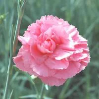 Bien utile au jardin：Œillet de Nice rose. La barquette de 6 plants