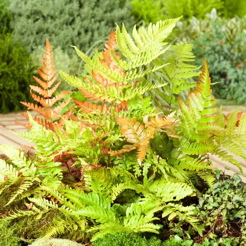 Pour mieux aménager votre jardin:Fougère Dryopteris erythrosora - Le pot de 2 litres