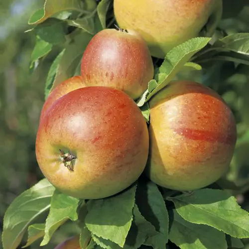 Jardin pour tous:Pommier Reine Des Reinettes Bio. Le pot de 15 litres