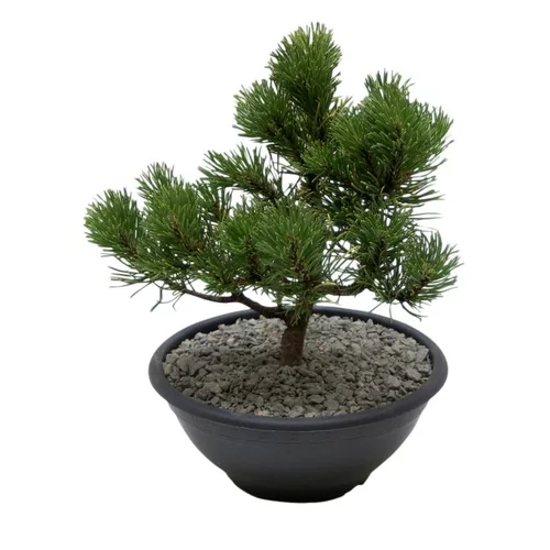 Pour un jardin bien équipé:Conifère en coupe Ø 20cm