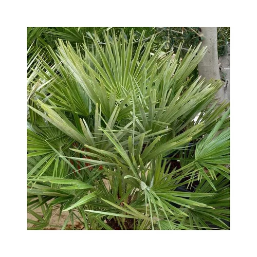 Adapté au jardin:Palmier nain ou Chamaerops Humilis