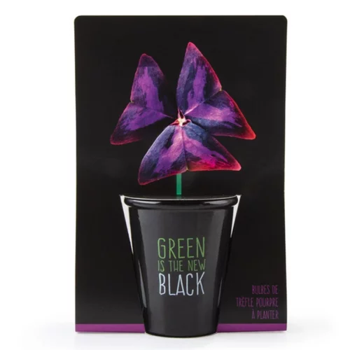 La solution pour vos extérieurs:Pot Black Trèfle pourpre à semer 6.5x12 cm