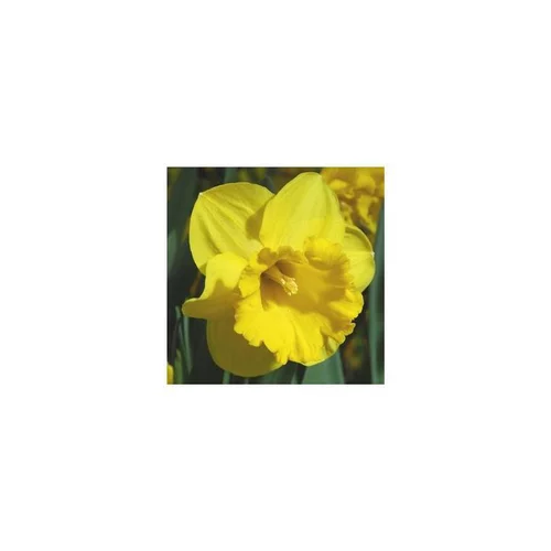 Style au jardin:Narcisse Brighton - Le pot de 2,5 litres