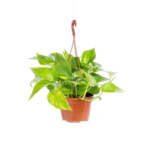 Mon jardin：Scindapsus Aureus suspension Ø17xH35 cm