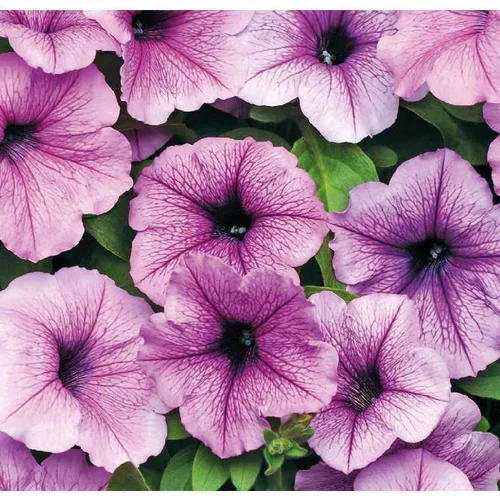 Pour vos moments au jardin:Pétunia Easywave Plum Vein - Le pot de 12 x 12 cm