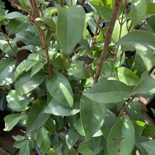 Au service de votre jardin：Troène (Ligustrum Japonicum) 80/100 Le pot de 4 litres