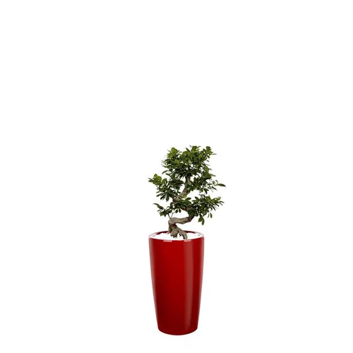 Essentiel pratique:Ficus ginseng S-Type et son pot Rondo premium Ø 32 rouge