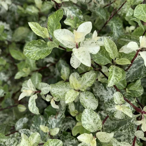 Pour tous vos besoins jardin:Pittosporum Tenuifolium Irène Patterson. Le pot de 2 litres
