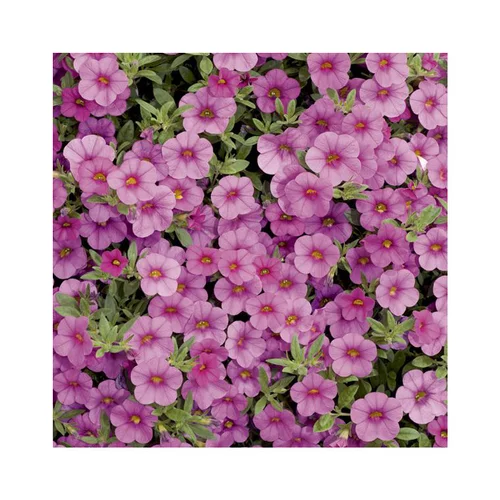 Un atout au quotidien：Calibrachoa duo bleu & rose - Le pack de 6 plants