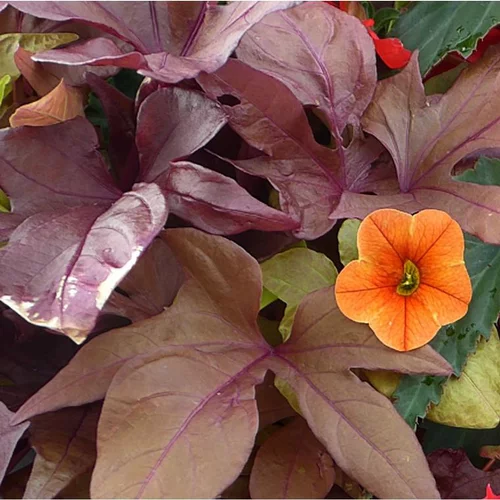 Idée extérieur:Ipomée ou Volubilis au feuillage décoratif multicolore - Le pot Ø 13 cm