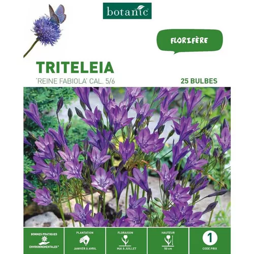 Idéal pour vos extérieurs:Triteleia Brodiaea Reine Fabiola bleu botanic® - 25 bulbes